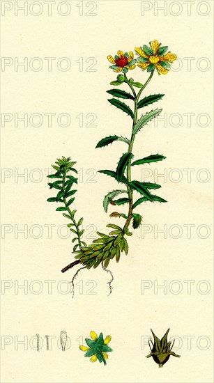 Saxifraga aizoides; Yellow Mountain Saxifrage