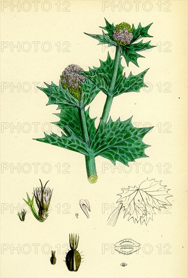 Eryngium maritimum; Sea-Holly
