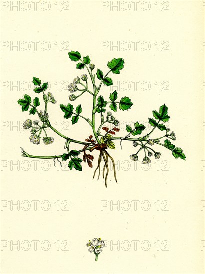 Helosciadium nodiflorum, var. repens; Procumbent Water-Parsnip, var. B.