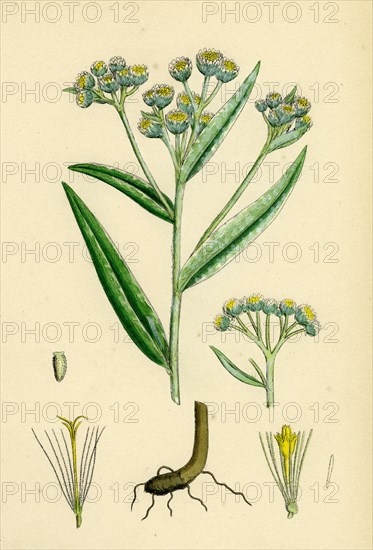 Gnaphalium margaritaceum; Pearly Everlasting