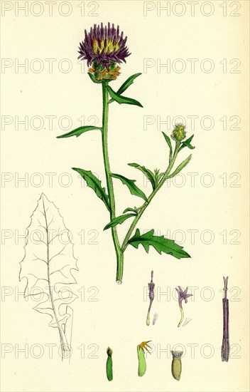 Centaurea aspera; Rough Star-thistle