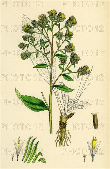 Inula Conyza; Ploughman's Spikenard