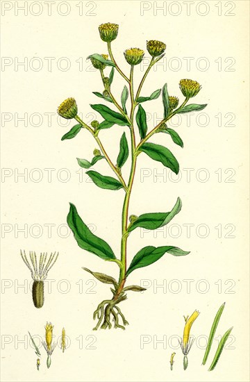 Inula Pulicaria; Lesser Fleabane