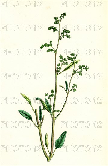 Chenopodium album, var. viride; Green Goosefoot, var. a.