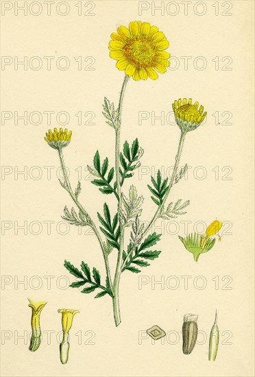 Anthemis tinctoria; Ox-eye Chamomile
