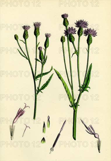 Serratula tinctoria; Common Saw-wort