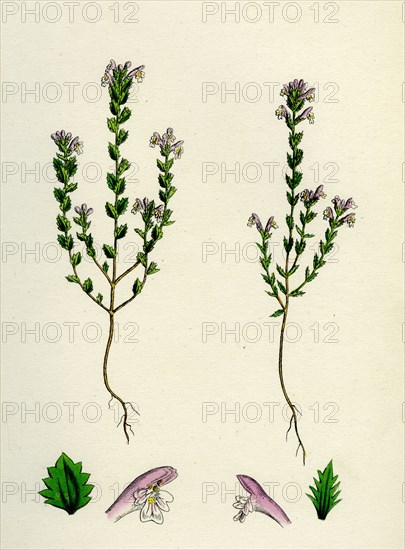 Euphrasia officinalis, var. gracilis; Common Eyebright, var. B.