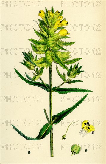 Rhinanthus major; Greater Yellow-Rattle