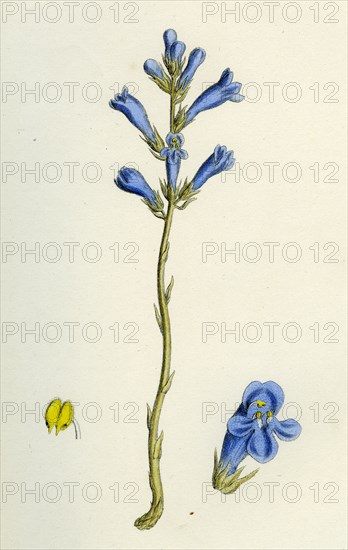 Orobanche arenaria; Sand Broom-rape