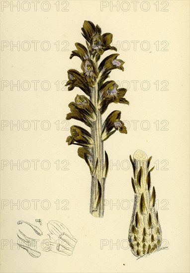 Orobanche Rapum; Greater Broom-rape