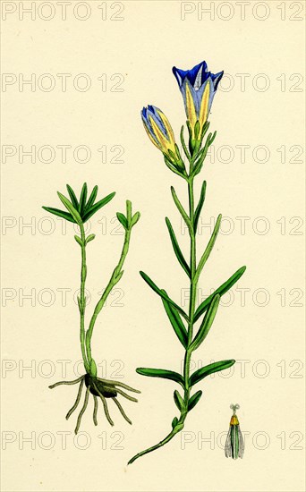 Gentiana Pneumonanthe; Calathian Violet