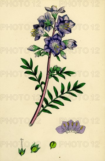 Polemonium caeruleum; Jacob's-ladder