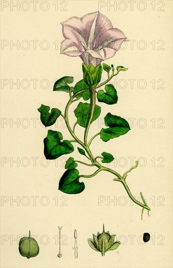 Convolvulus Soldanella; Sea Bindweed