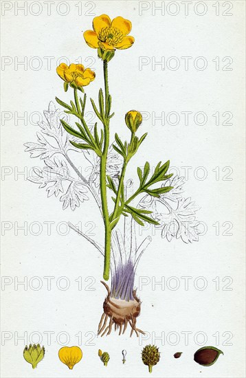 Ranunculus bulbosus; Bulbous Crowfoot