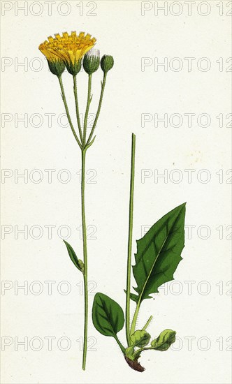 Hieracium aggregatum; Compact Hawkweed