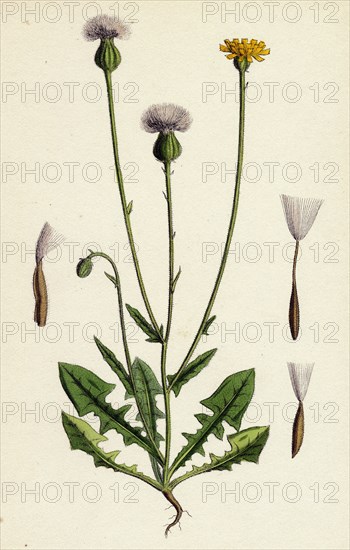 Crepis foetida; Stinking Hawk's-beard