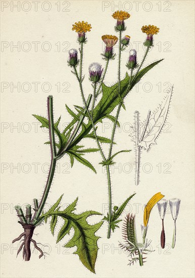 Crepis setosa; Bristly Hawk's-beard