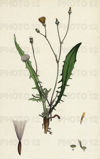 Crepis virens; Smooth Hawk's-beard