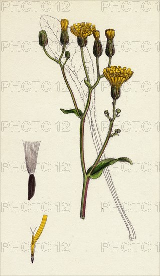 Crepis succisifolia; Scabious-leaved Hawk's-beard