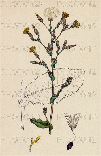 Lactuca virosa; Strong-scented Lettuce