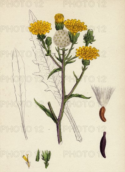 Picris hieracioides; Hawk-weed Ox-tongue