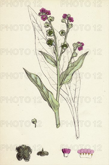 Cynoglossum officinale; Common Hound's-tongue