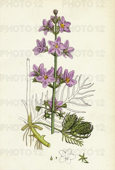 Hottonia palustris; Water-violet