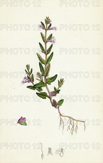 Scutellaria minor; Lesser Scull-cap