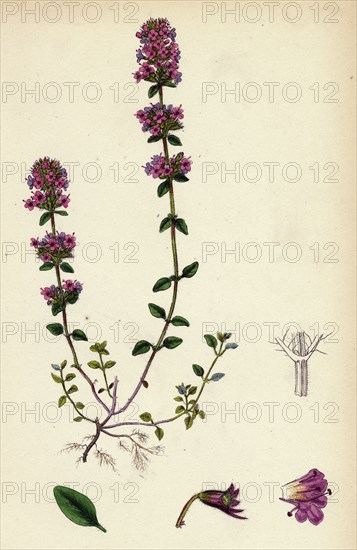 Thymus Chamaedrys; Larger Wild Thyme