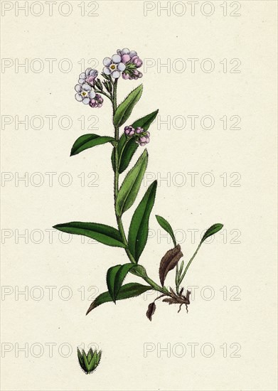 Myosotis alpestris; Alpine Forget-me-not