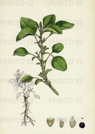 Amaranthus Blitum; Wild Amaranth