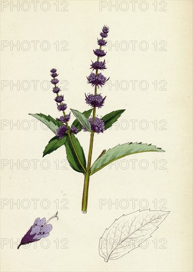 Mentha viridis; Spear-mint