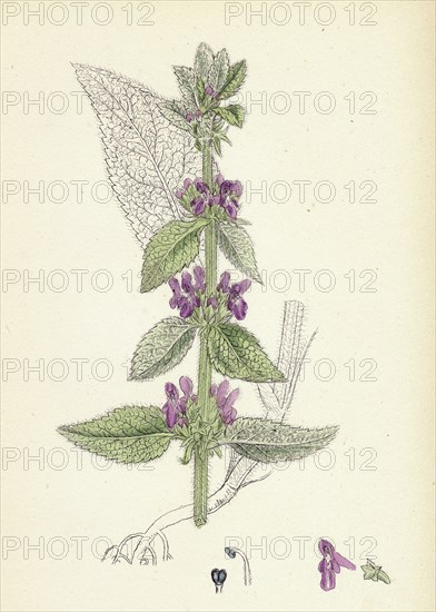 Stachys Germanica; Downy Woundwort