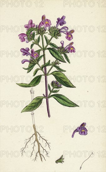 Galeopsis angustifolia; Narrow-leaved Hemp-nettle