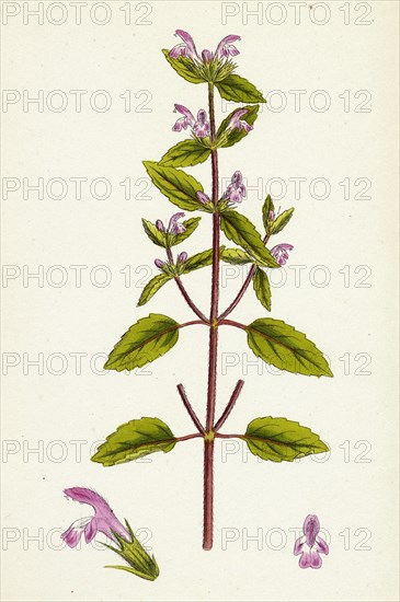 Galeopsis intermedia; Intermediate Hemp-nettle