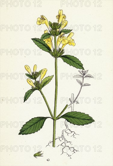 Galeopsis ochroleuca; Downy Hemp-nettle