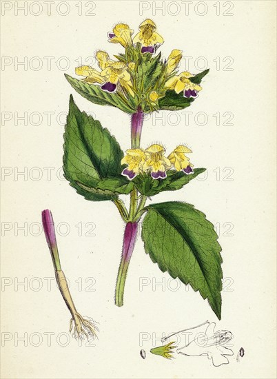 Galeopsis versicolor; Large-flowered Hemp-nettle