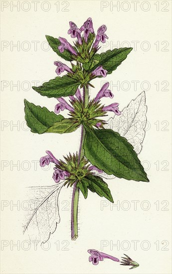 Galeopsis eu-Tetrahit, var. genuina; Common Hemp-nettle, var. a.