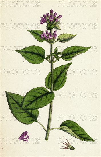 Galeopsis eu-Tetrahit, var. bifida; Common Hemp-nettle, var. B.