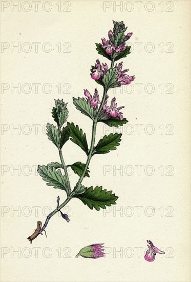 Teucrium Chamaedrys; Wall Germander