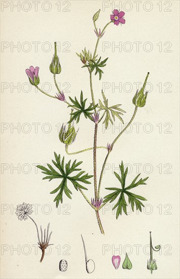 Geranium columbinum; Long-stalked Crane's-bill