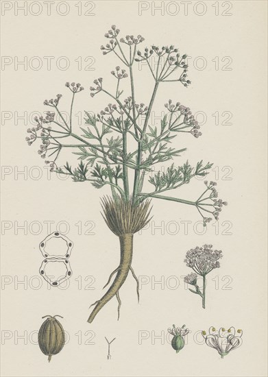 Trinia vulgaris; Glabrous Stonewort