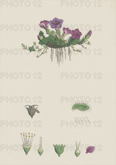Saxifraga oppositifolia; Purple Mountain Saxifrage