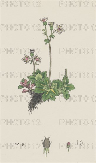 Saxifraga stellaris; Starry Saxifrage