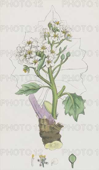 Crambe maritima; Sea Kale