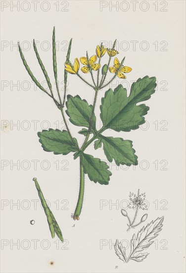 Chelidonium majus; Celandine