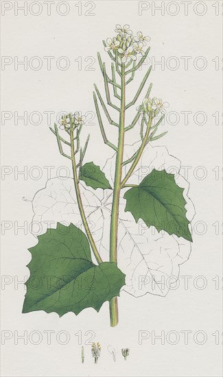 Sisymbrium Alliaria; Garlic hedge-mustard