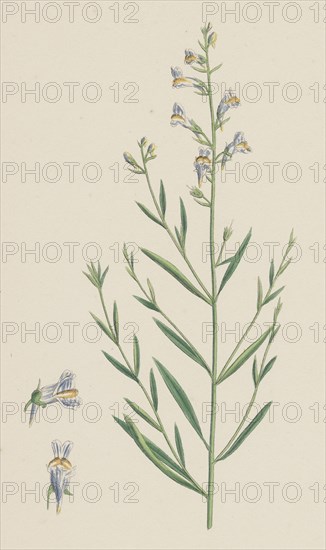 Linaria vulgari repens; Hybrid between Yellow and Striped Toadflax