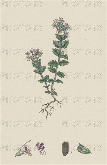 Euphrasia officinalis, var. genuina; Common Eyebright, var. a.