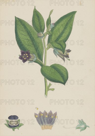 Atropa Belladonna; Deadly Nightshade